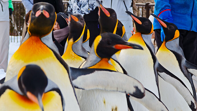 旭山動物園名物「ペンギンウォーク」。