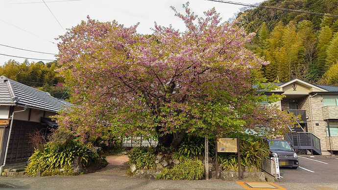 河津桜の原木。訪れたときには満開を過ぎて葉桜に近い状態になっていた。