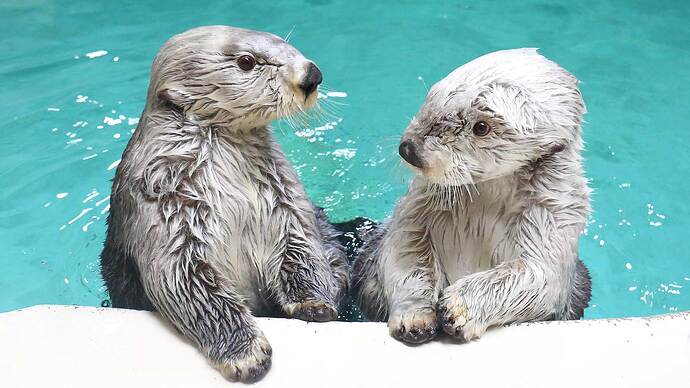 伊勢志摩コース「鳥羽水族館」で人気のラッコ。