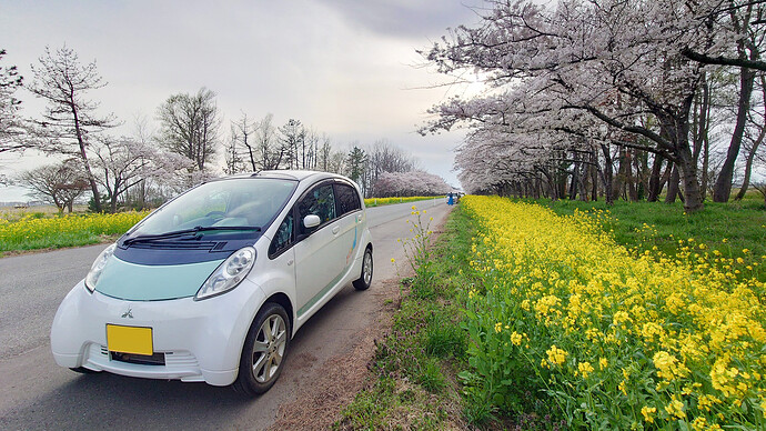 秋田県大潟村の「桜・菜の花ロード」。