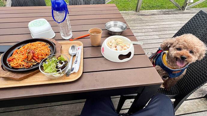 ランチもテラス席で犬と食べることができました。犬用のご飯も販売しています。