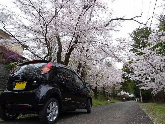満開の桜の下で。