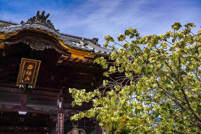 49番札所 浄土寺の山門前で咲き誇る「御衣黄桜(ギョイコウザクラ)」。緑の花を咲かせる稀少な珍種。