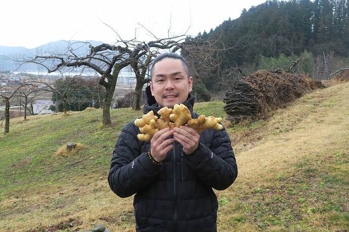 三陸ジンジャーを生産する菊池さん。手に持った生姜が立派です！