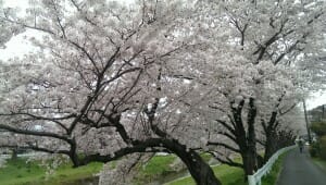 音羽川堤の満開の桜(1)