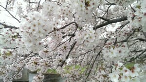 音羽川堤の満開の桜(2)