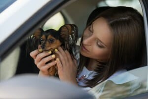 Woman dog car traveling