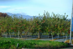 飯坂温泉付近には、桃とリンゴの畑が広がる。果物王国福島らしい光景だ。11月中旬なので、ちょうどリンゴが実る季節だ。
